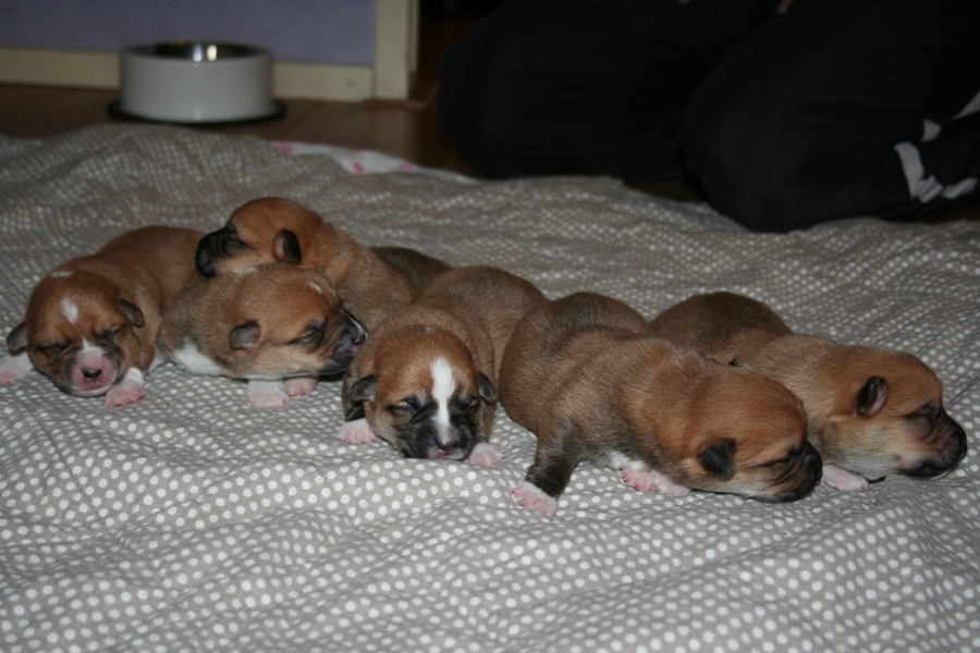 Puppies